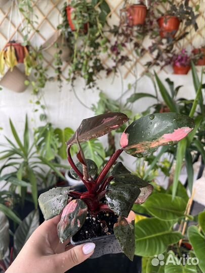 Филодендрон в ассортименте