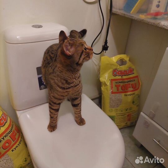 Бенгалку или Британку Глухую выкинули на Улицу