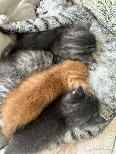 Котята в добрые руки