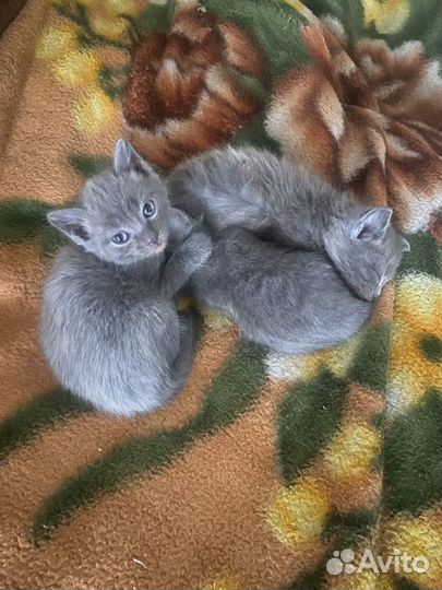 Отдам бесплатно, в хорошие руки