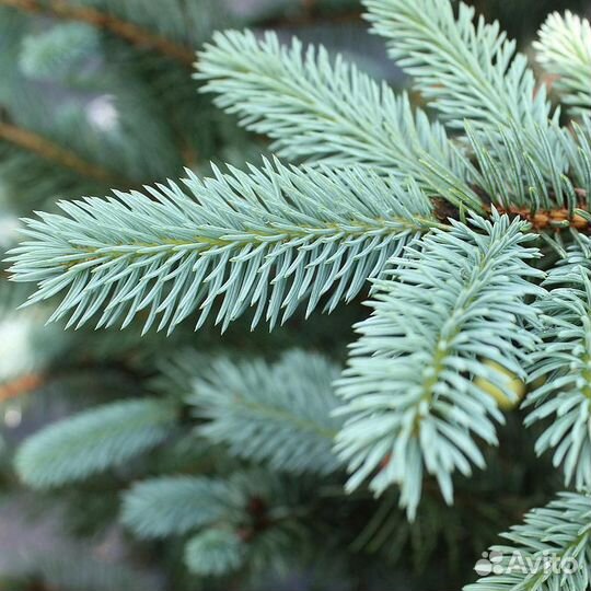 Ель колючая 