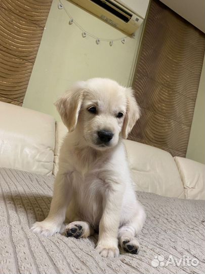 Золотистый ретривер