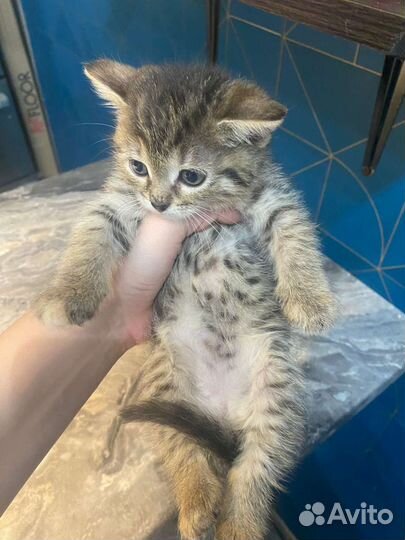 Кошка в дар