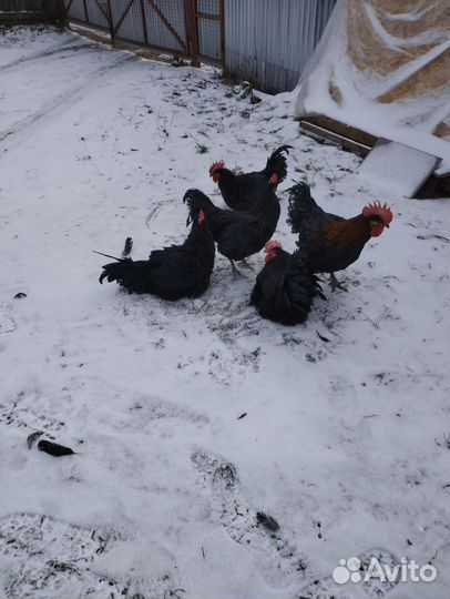 Огромные Чёрные Петухи в Большом Кол