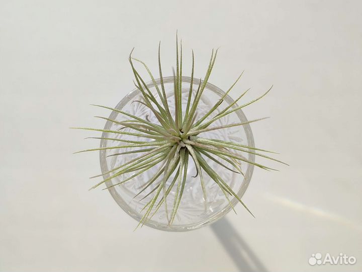 Тилландсия атмосферная фанкиана