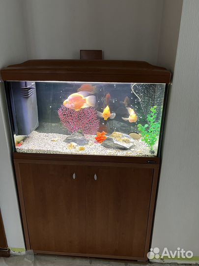 Аквариум с тумбой бу Кайман80