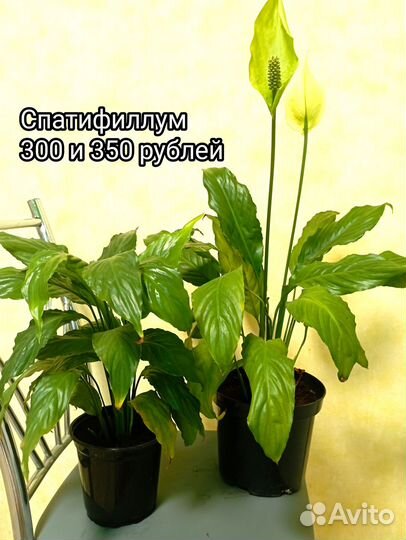 Комнатные цветы