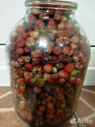 Клубника луговая 3 литра