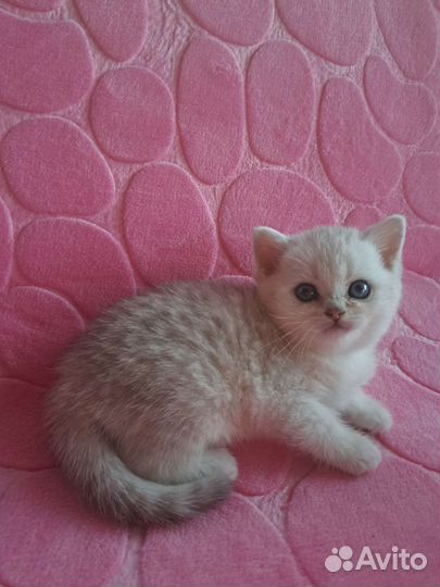 Шотландские котята