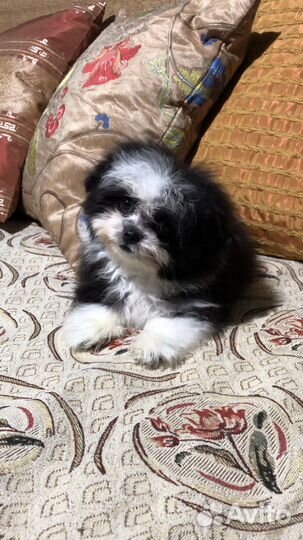 Щенки мальтипу