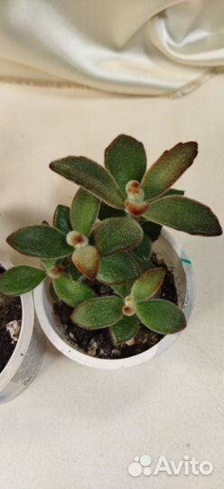 Войлочное каланхое