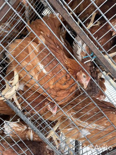 Куры молодки