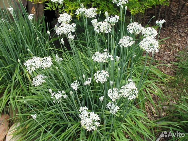 Лук декоративный луковицы сорт неаполитанский