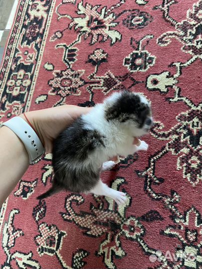 Котята