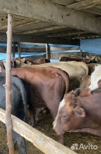 Бычки от 1 года до 1,2 месяцев, 16 голов