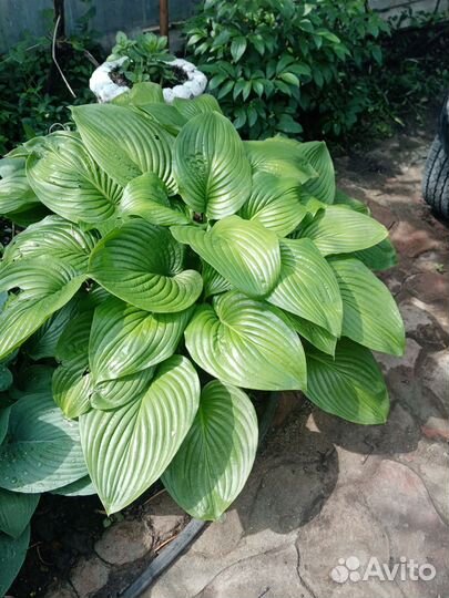 Растения для сада