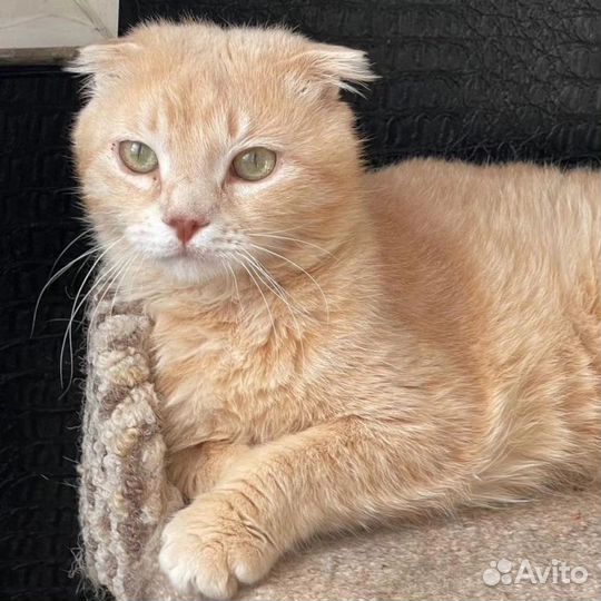 Вислоухий рыжий кот очень ищет дом