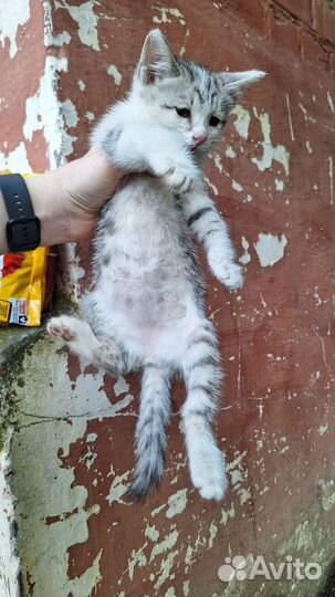 Разноцветные котята