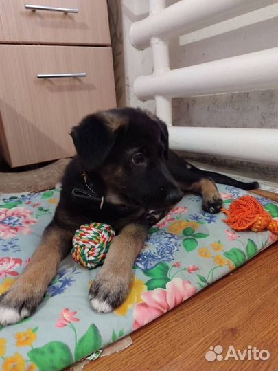 Щенок в добрые руки бесплатно