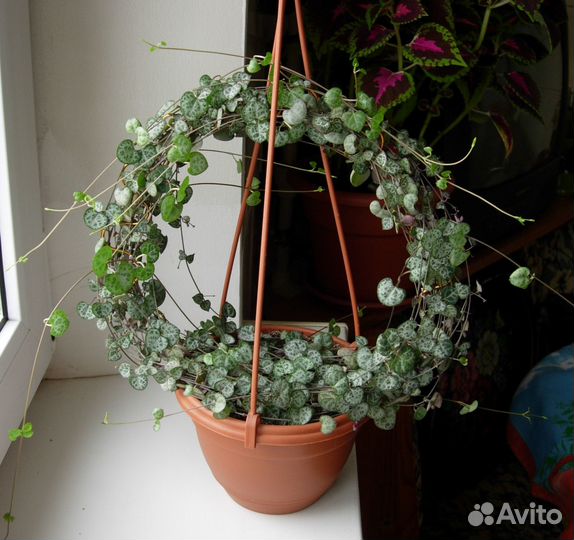 Домашние цветы ампельные и лианы