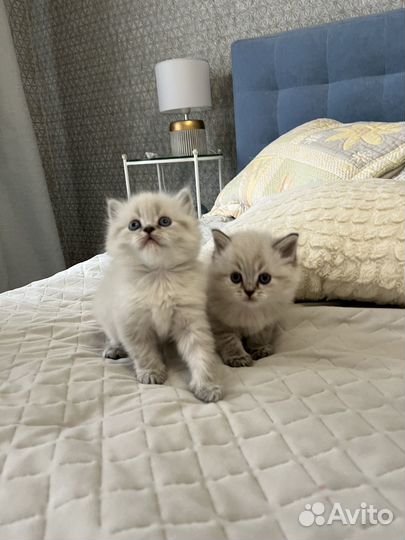 Невская маскарадная