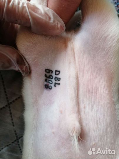 Клеймение щенков/собак, Чипирование, оформление по