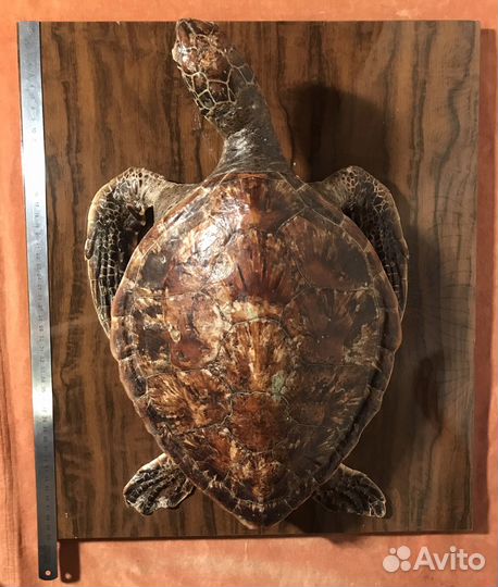 Чучело черепахи