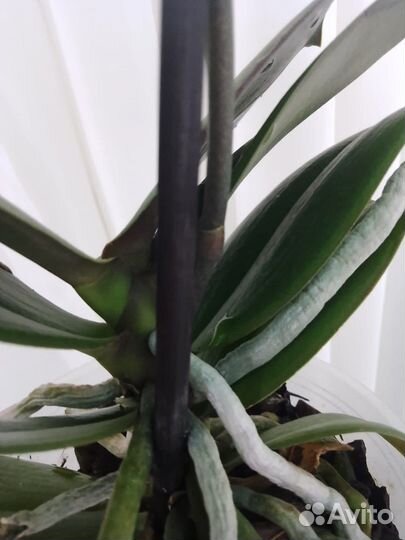 Орхидея каода