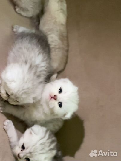 Шотландские вислоухие котята шиншилла