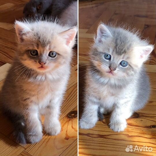 Шотландские котята
