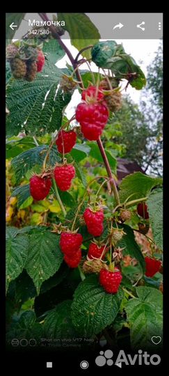 Малина красная и желтая