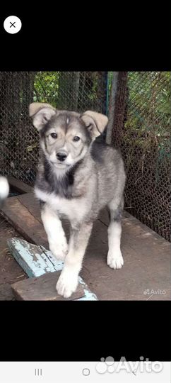 Собака в добрые руки