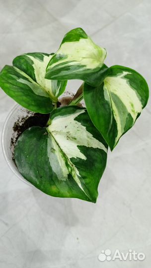 Филодендрон, сциндапсус, эпипремнум