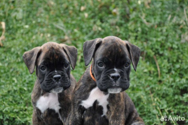 Щенки боксера
