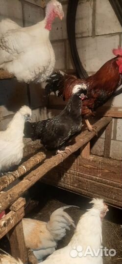 Куры петухи породы китайские шёлковые