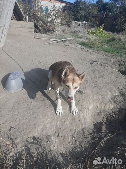 Собака в добрые руки отдам бесплатно