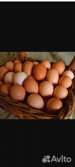 Яйца гусинные (инкубационные)