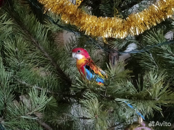 Попугай розелла