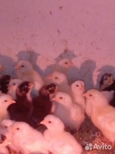 Цыплята Мехеленская и Леггорн стандарт