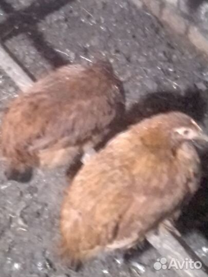 Петухи и куры молодки