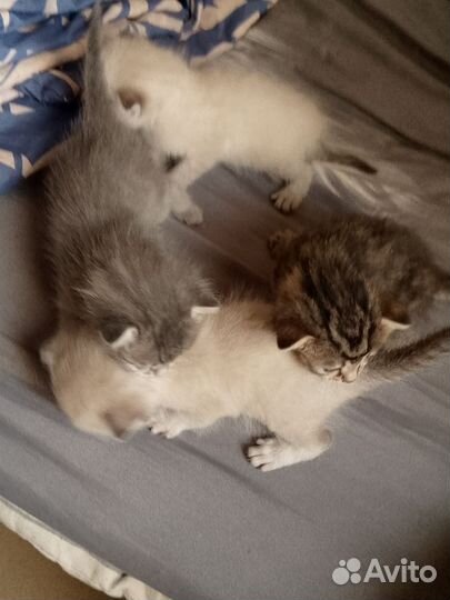 Вислоухие котята в добрые руки