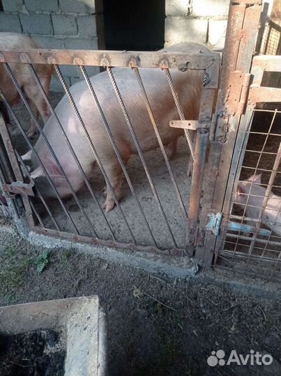 Поросята ландрас