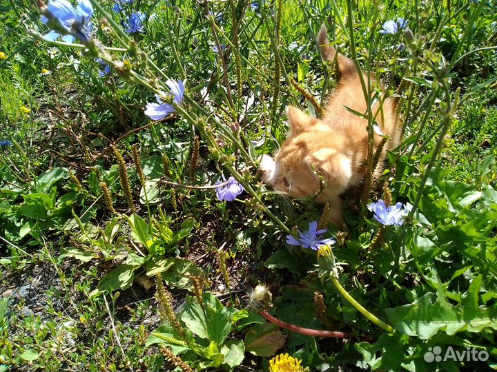 Отдам котят