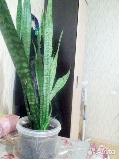 Сансевиерия или Тёщин язык