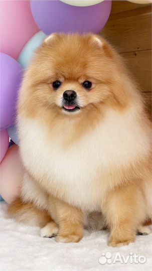 Груминг шпица