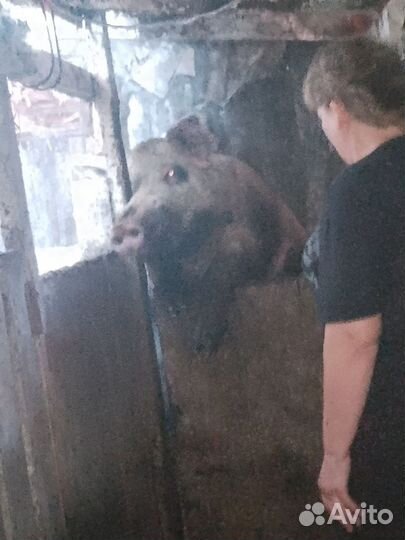 Поросята помесь ландрас+ дюрок, папа мангалица