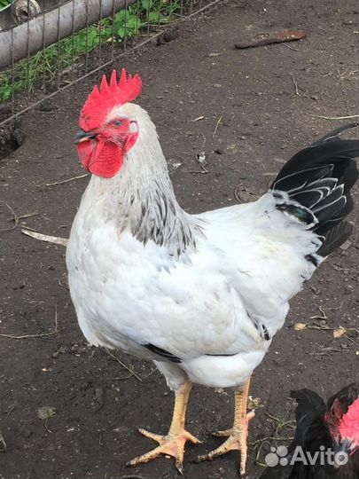 Петухи
