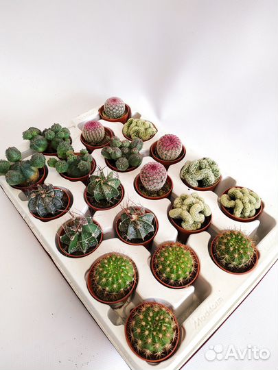 Кактусы микс 6\10