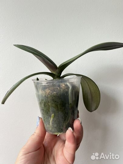 Сортовые фаленопсисы