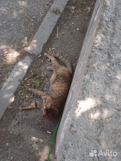 Кошка в добрые руки